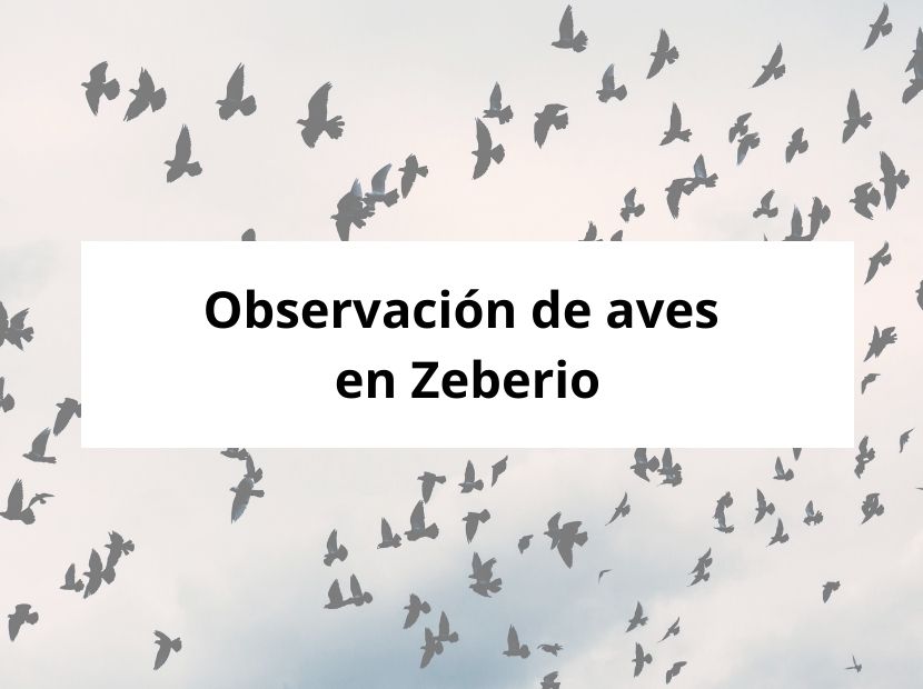 Observación de aves en Zeberio